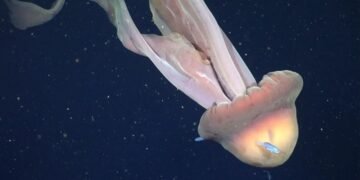 Água-viva gigante registrada a 253 metros de profundidade deixa pesquisadores perplexos: espécie rara parece uma sombra viva no oceano