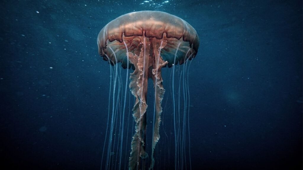 Água-viva gigante registrada a 253 metros de profundidade deixa pesquisadores perplexos: espécie rara parece uma sombra viva no oceano