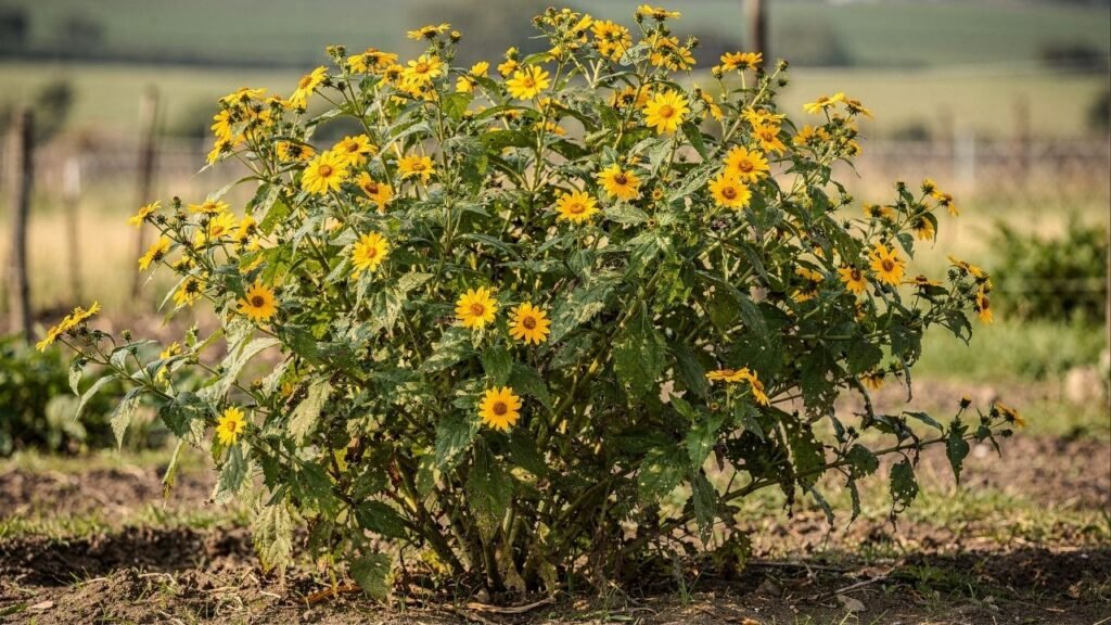Você já viu essa planta na beira da estrada? O Margaridão tem usos poderosos que vão muito além da beleza ornamental