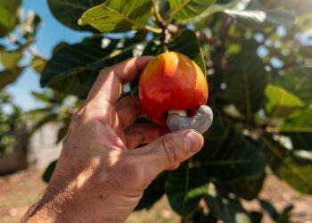 Quem domina este passo a passo transforma qualquer muda em um cajueiro forte, resistente e extremamente produtivo