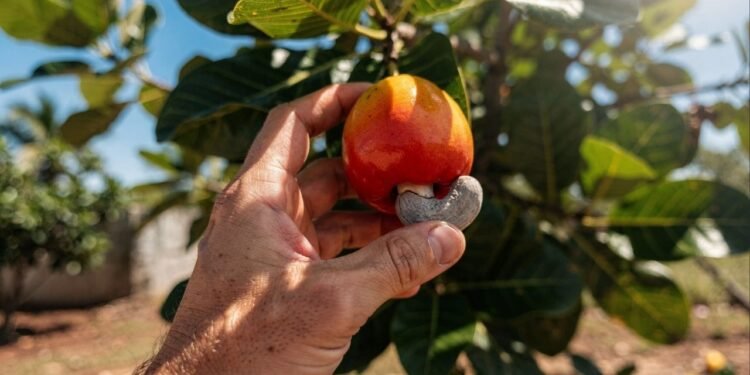 Quem domina este passo a passo transforma qualquer muda em um cajueiro forte, resistente e extremamente produtivo
