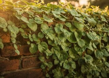 A ora-pro-nóbis virou destaque no paisagismo por crescer rápido, resistir a variações e criar volume verde intenso. Fácil de cuidar, ela vai além do uso alimentar e hoje é escolha forte para jardins vivos e decorativos. Por que a ora pro nóbis virou destaque na decoração? A ora-pro-nóbis ornamental ganhou espaço porque une estética e resistência. As folhas firmes criam textura visual e sensação de abundância, preenchendo áreas vazias com facilidade e mantendo o jardim com aparência cheia durante todo o ano. O crescimento acelerado permite cobrir cercas, muros e estruturas em pouco tempo. Mesmo com manutenção simples, a planta entrega impacto visual forte e funciona bem tanto como destaque isolado quanto como massa verde de fundo. Onde plantar para ter crescimento mais rápido? O cultivo da ora-pro-nóbis é flexível e funciona no solo ou em recipientes fundos. A planta responde melhor quando recebe luz direta por algumas horas e tem espaço para expandir os ramos, como nas situações práticas a seguir. No chão do jardim o desenvolvimento tende a ser mais vigoroso e forma cercas vivas densas com podas de condução. Em vasos profundos cresce bem quando há drenagem eficiente e adubação orgânica periódica. Em suportes e grades pode ser guiada como trepadeira para criar paredes verdes naturais. Quais cuidados mantêm a planta sempre bonita? A manutenção da ora-pro-nóbis é considerada simples, mas alguns ajustes fazem diferença no visual. Solo drenável e regas moderadas evitam perda de vigor e ajudam a manter folhas espessas e coloração verde intensa. A poda leve de formação organiza os ramos e estimula brotações laterais, deixando o conjunto mais cheio. A espécie tolera calor, variações de temperatura e solos simples, o que reduz riscos para iniciantes. Quais erros mais prejudicam o desenvolvimento? Mesmo sendo planta rústica, alguns erros reduzem desempenho e beleza. Problemas comuns estão ligados a água em excesso, falta de luz e ausência de controle de formato, como nos pontos práticos listados a seguir. Solo encharcado provoca enfraquecimento das raízes e queda de folhas. Sombra total constante reduz densidade e alonga demais os ramos. Sem podas regulares a planta perde desenho e fica desorganizada. Como ela se compara a outras plantas de jardim? A ora-pro-nóbis no paisagismo combina velocidade de crescimento, baixa exigência e efeito visual volumoso. Muitas espécies decorativas crescem bem, mas poucas entregam cobertura rápida com manutenção tão enxuta. Quando comparada a arbustos e trepadeiras comuns, a espécie multifuncional se destaca pela adaptação e pela capacidade de preencher espaços grandes com pouco custo, tornando o jardim mais vivo com esforço mínimo.