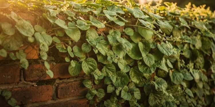 A ora-pro-nóbis virou destaque no paisagismo por crescer rápido, resistir a variações e criar volume verde intenso. Fácil de cuidar, ela vai além do uso alimentar e hoje é escolha forte para jardins vivos e decorativos. Por que a ora pro nóbis virou destaque na decoração? A ora-pro-nóbis ornamental ganhou espaço porque une estética e resistência. As folhas firmes criam textura visual e sensação de abundância, preenchendo áreas vazias com facilidade e mantendo o jardim com aparência cheia durante todo o ano. O crescimento acelerado permite cobrir cercas, muros e estruturas em pouco tempo. Mesmo com manutenção simples, a planta entrega impacto visual forte e funciona bem tanto como destaque isolado quanto como massa verde de fundo. Onde plantar para ter crescimento mais rápido? O cultivo da ora-pro-nóbis é flexível e funciona no solo ou em recipientes fundos. A planta responde melhor quando recebe luz direta por algumas horas e tem espaço para expandir os ramos, como nas situações práticas a seguir. No chão do jardim o desenvolvimento tende a ser mais vigoroso e forma cercas vivas densas com podas de condução. Em vasos profundos cresce bem quando há drenagem eficiente e adubação orgânica periódica. Em suportes e grades pode ser guiada como trepadeira para criar paredes verdes naturais. Quais cuidados mantêm a planta sempre bonita? A manutenção da ora-pro-nóbis é considerada simples, mas alguns ajustes fazem diferença no visual. Solo drenável e regas moderadas evitam perda de vigor e ajudam a manter folhas espessas e coloração verde intensa. A poda leve de formação organiza os ramos e estimula brotações laterais, deixando o conjunto mais cheio. A espécie tolera calor, variações de temperatura e solos simples, o que reduz riscos para iniciantes. Quais erros mais prejudicam o desenvolvimento? Mesmo sendo planta rústica, alguns erros reduzem desempenho e beleza. Problemas comuns estão ligados a água em excesso, falta de luz e ausência de controle de formato, como nos pontos práticos listados a seguir. Solo encharcado provoca enfraquecimento das raízes e queda de folhas. Sombra total constante reduz densidade e alonga demais os ramos. Sem podas regulares a planta perde desenho e fica desorganizada. Como ela se compara a outras plantas de jardim? A ora-pro-nóbis no paisagismo combina velocidade de crescimento, baixa exigência e efeito visual volumoso. Muitas espécies decorativas crescem bem, mas poucas entregam cobertura rápida com manutenção tão enxuta. Quando comparada a arbustos e trepadeiras comuns, a espécie multifuncional se destaca pela adaptação e pela capacidade de preencher espaços grandes com pouco custo, tornando o jardim mais vivo com esforço mínimo.