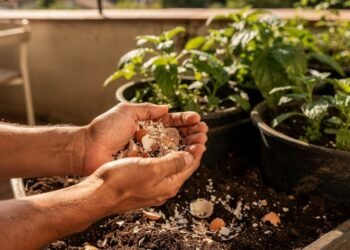 Esses restos que você joga fora todos os dias podem ser o segredo para deixar suas plantas verdes, floridas e cheias de vida