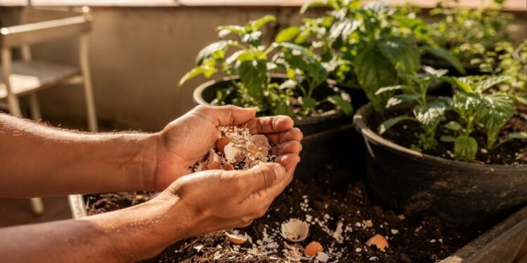 Esses restos que você joga fora todos os dias podem ser o segredo para deixar suas plantas verdes, floridas e cheias de vida