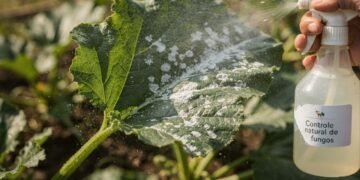 Essa técnica simples e barata está criando um ambiente hostil para fungos nas folhas e pode mudar a saúde das suas plantas