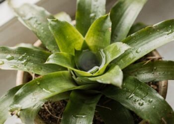 O erro mais comum ao regar a bromélia cria um foco invisível de podridão bem no coração da planta