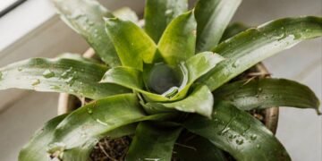 O erro mais comum ao regar a bromélia cria um foco invisível de podridão bem no coração da planta
