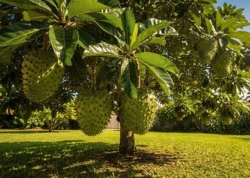 Graviola cultivada em casa revela segredo pouco conhecido que transforma qualquer quintal em pomar produtivo