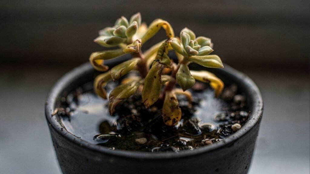 Essa planta parece fácil de cuidar, mas morre por um detalhe que quase ninguém observa na rega e na escolha do vaso