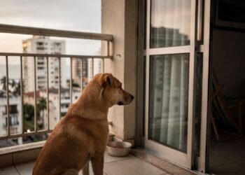 Nova lei proíbe deixar pets sozinhos por mais de 36 horas e multa pode chegar a R$ 10 mil