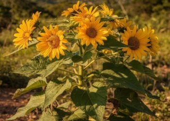 Você já viu essa planta na beira da estrada? O Margaridão tem usos poderosos que vão muito além da beleza ornamental
