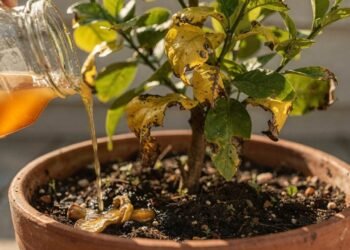 Se o seu limoeiro está fraco e amarelado faça isso antes de gastar dinheiro com adubo químico