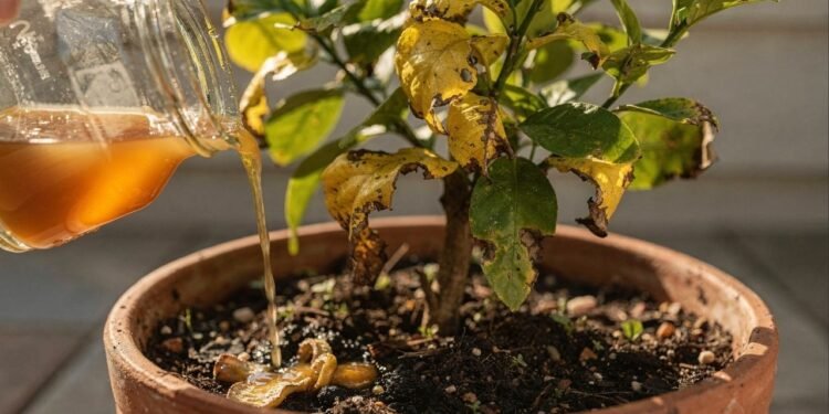 Se o seu limoeiro está fraco e amarelado faça isso antes de gastar dinheiro com adubo químico