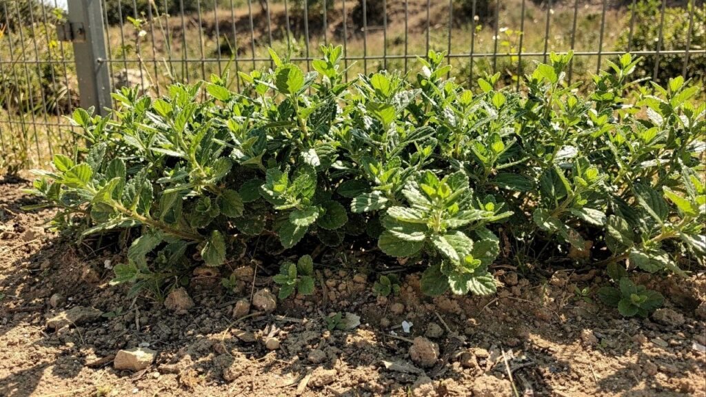 Quer um jardim cheio o ano inteiro? Essa planta cresce rápido, quase não dá trabalho e é praticamente imortal
