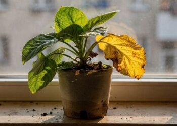 Erros automáticos no cuidado deixam plantas murchas e amareladas