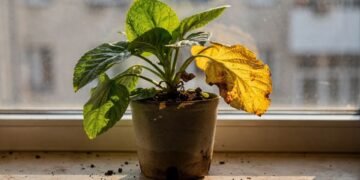 Erros automáticos no cuidado deixam plantas murchas e amareladas