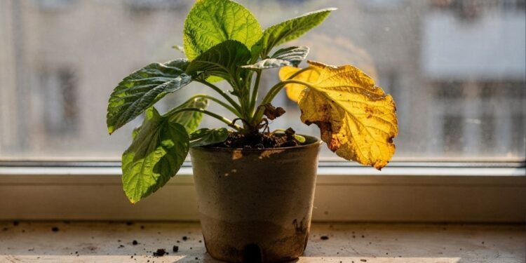 Erros automáticos no cuidado deixam plantas murchas e amareladas