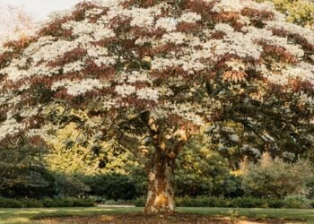 Essa árvore perfumada floresce quando quase todas as outras já perderam o brilho no jardim