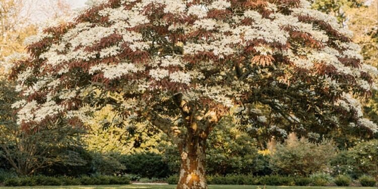 Essa árvore perfumada floresce quando quase todas as outras já perderam o brilho no jardim