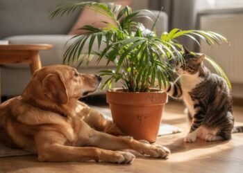 Estas plantas deixam a casa verde, purificam o ar e não oferecem nenhum risco para cães e gatos mesmo que eles mordam as folhas