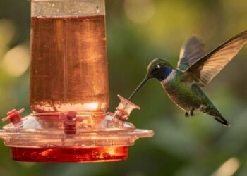 Receita simples de néctar caseiro para aumentar visitas de beija-flores e proteger a saúde das aves
