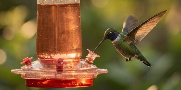 Receita simples de néctar caseiro para aumentar visitas de beija-flores e proteger a saúde das aves
