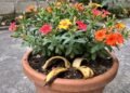 Jogar casca de banana no lixo pode ser um erro que está impedindo suas plantas de crescerem mais fortes e floridas