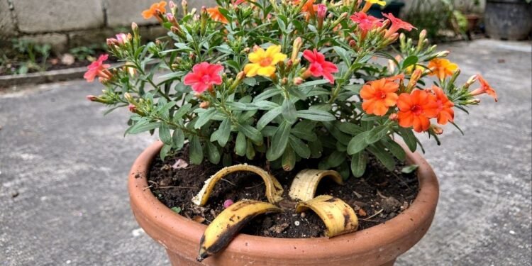 Jogar casca de banana no lixo pode ser um erro que está impedindo suas plantas de crescerem mais fortes e floridas