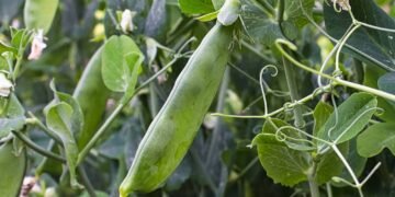 Aprenda como colher ervilhas-tortas macias e saborosas com técnicas fáceis de tutoramento