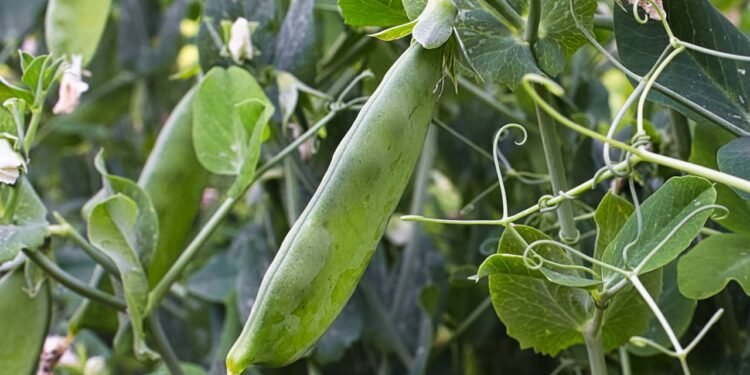 A ervilha-torta, também chamada de ervilha de vagem inteira, é uma variedade de Pisum sativum colhida antes de os grãos - Créditos: depositphotos.com / Akchamczuk