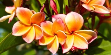 Jardins encantadores: como ter jasmin-manga florido e perfumado o ano todo