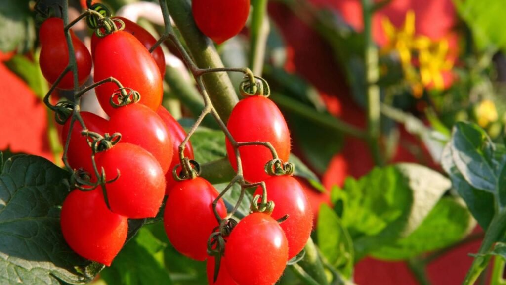 pragas do tomate