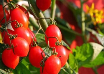 Truque simples no cultivo que deixa os tomates mais doces e saborosos no auge do verão
