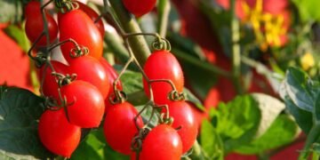 Truque simples no cultivo que deixa os tomates mais doces e saborosos no auge do verão