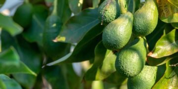 O chá dessa folha ajuda a reduzir inchaço e retenção de líquidos após um dia cansativo