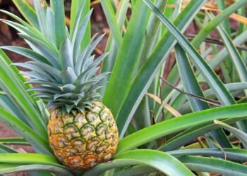 Como plantar abacaxi em casa de forma simples e aproveitar fruta fresca e saborosa todos os dias