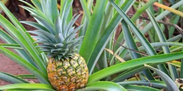 Como plantar abacaxi em casa de forma simples e aproveitar fruta fresca e saborosa todos os dias