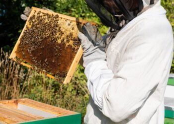 O que aconteceria se as abelhas desaparecessem?