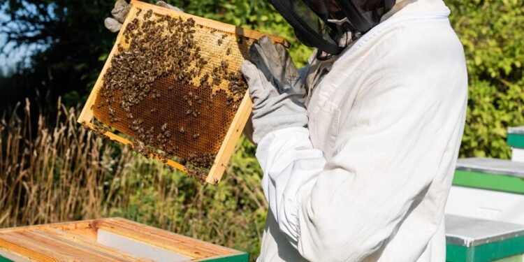 O que aconteceria se as abelhas desaparecessem?