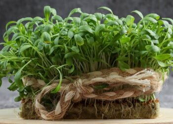 Do xarope caseiro ao prato: os segredos do agrião para o bem-estar e o fortalecimento do organismo