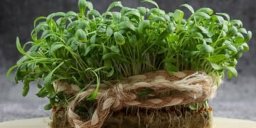 Do xarope caseiro ao prato: os segredos do agrião para o bem-estar e o fortalecimento do organismo