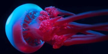 O segredo da juventude eterna? Como a ciência estuda a água-viva que reverte o envelhecimento