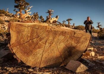 Ela sobreviveu por mais de 4.800 anos, mas caiu em minutos por decisão científica que hoje é vista como um desastre