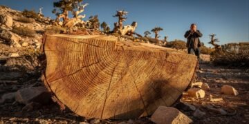 Ela sobreviveu por mais de 4.800 anos, mas caiu em minutos por decisão científica que hoje é vista como um desastre