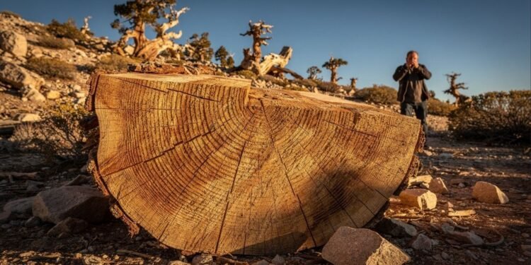 Ela sobreviveu por mais de 4.800 anos, mas caiu em minutos por decisão científica que hoje é vista como um desastre