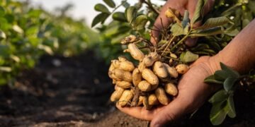 Passo a passo simples para plantar amendoim em casa e manter o solo saudável
