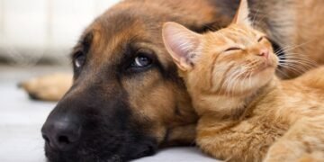5 sinais de que o seu pet pode estar com dor