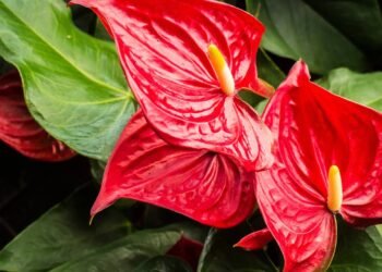 Como plantar antúrio em casa e ter folhas verdes e flores duradouras