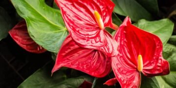 Como plantar antúrio em casa e ter folhas verdes e flores duradouras